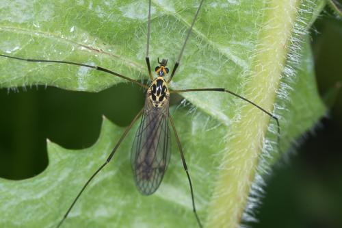 Réf. 227 420 : Nephrotoma appendiculata